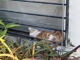 Orange Juice the Kitten Sleeping on My Office Window Sill