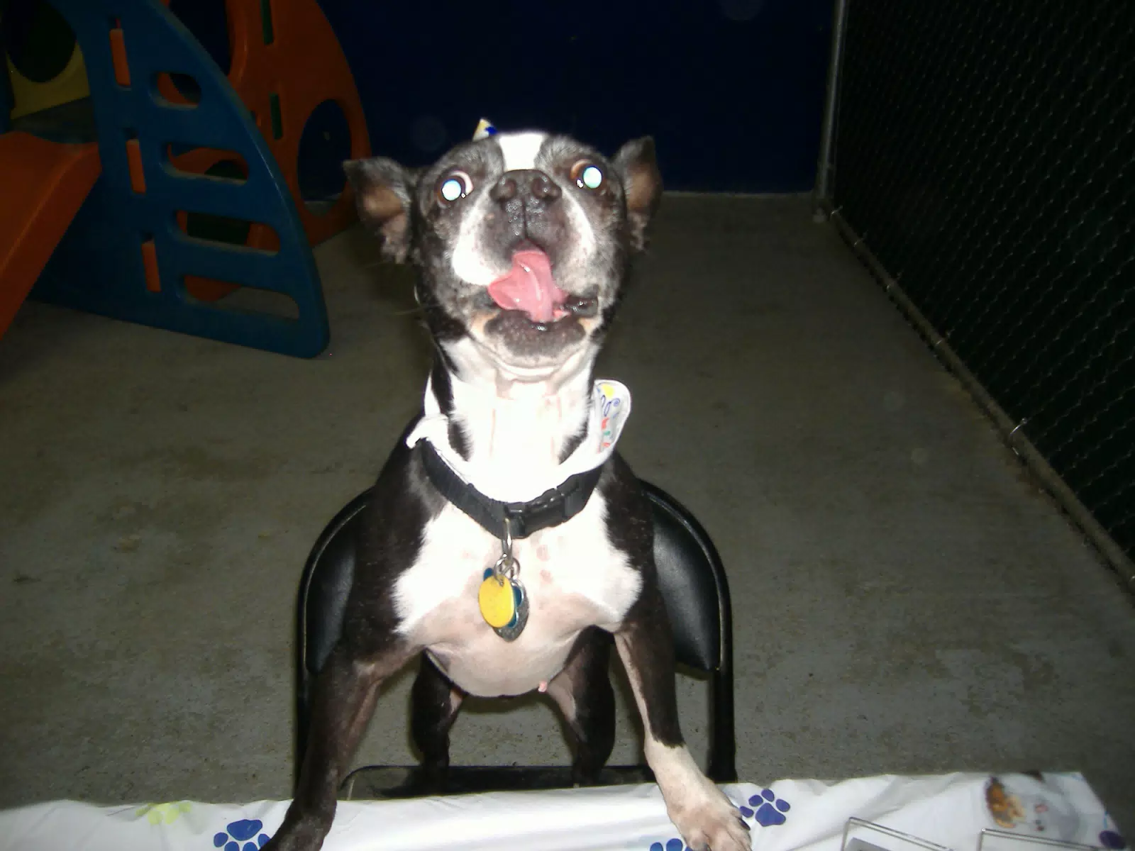 Oreo is So Excited About His Birthday