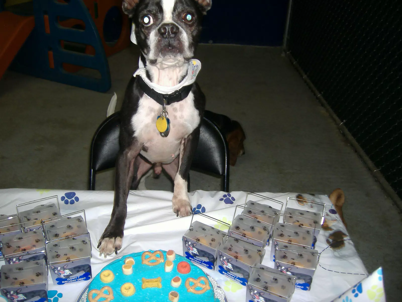 Oreo Standing on the Birthday Table