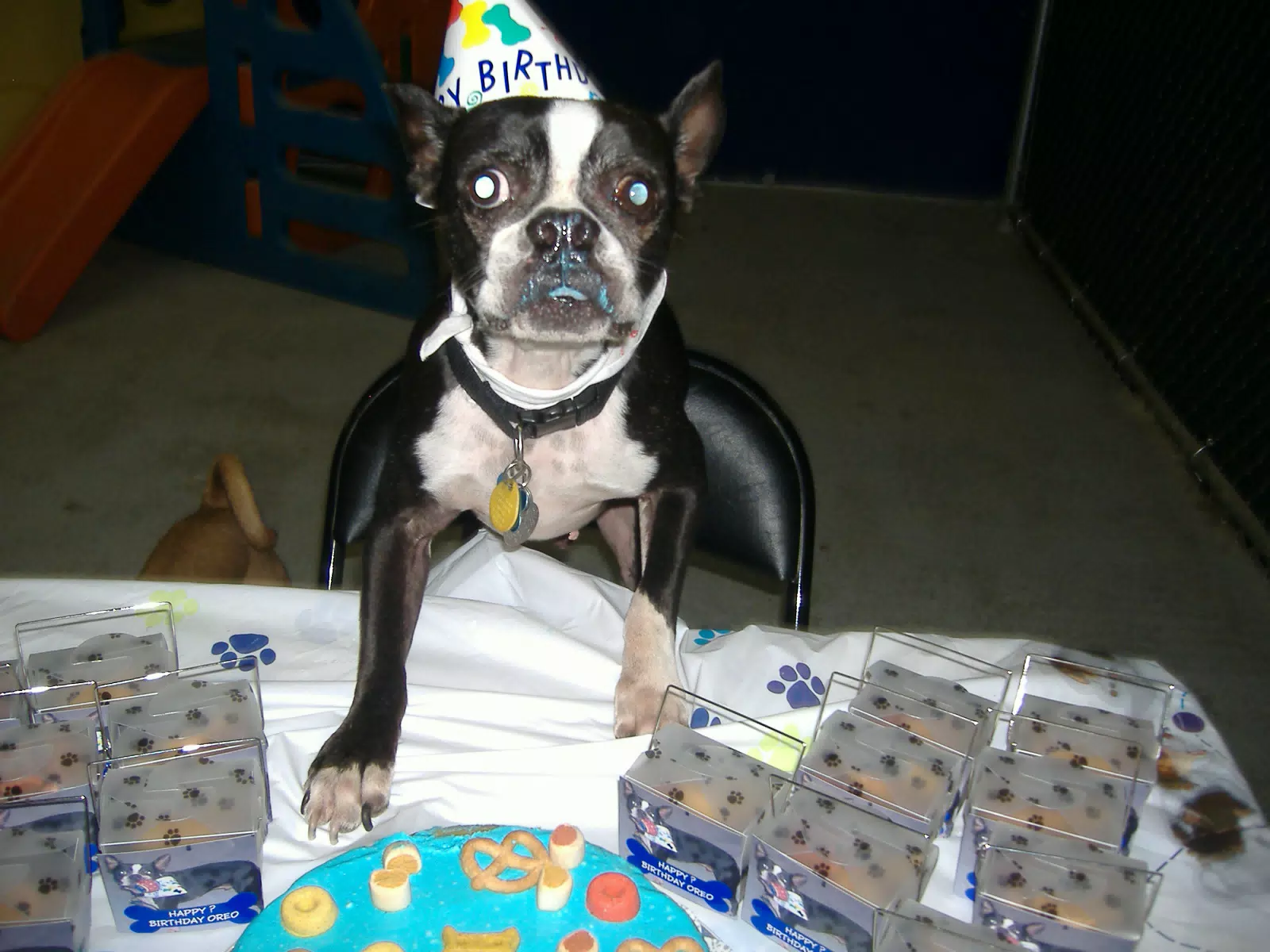 Oreo with Icing on His Nose