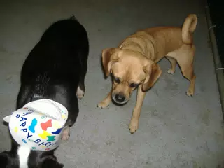 Oreo and Friend at Birthday Party
