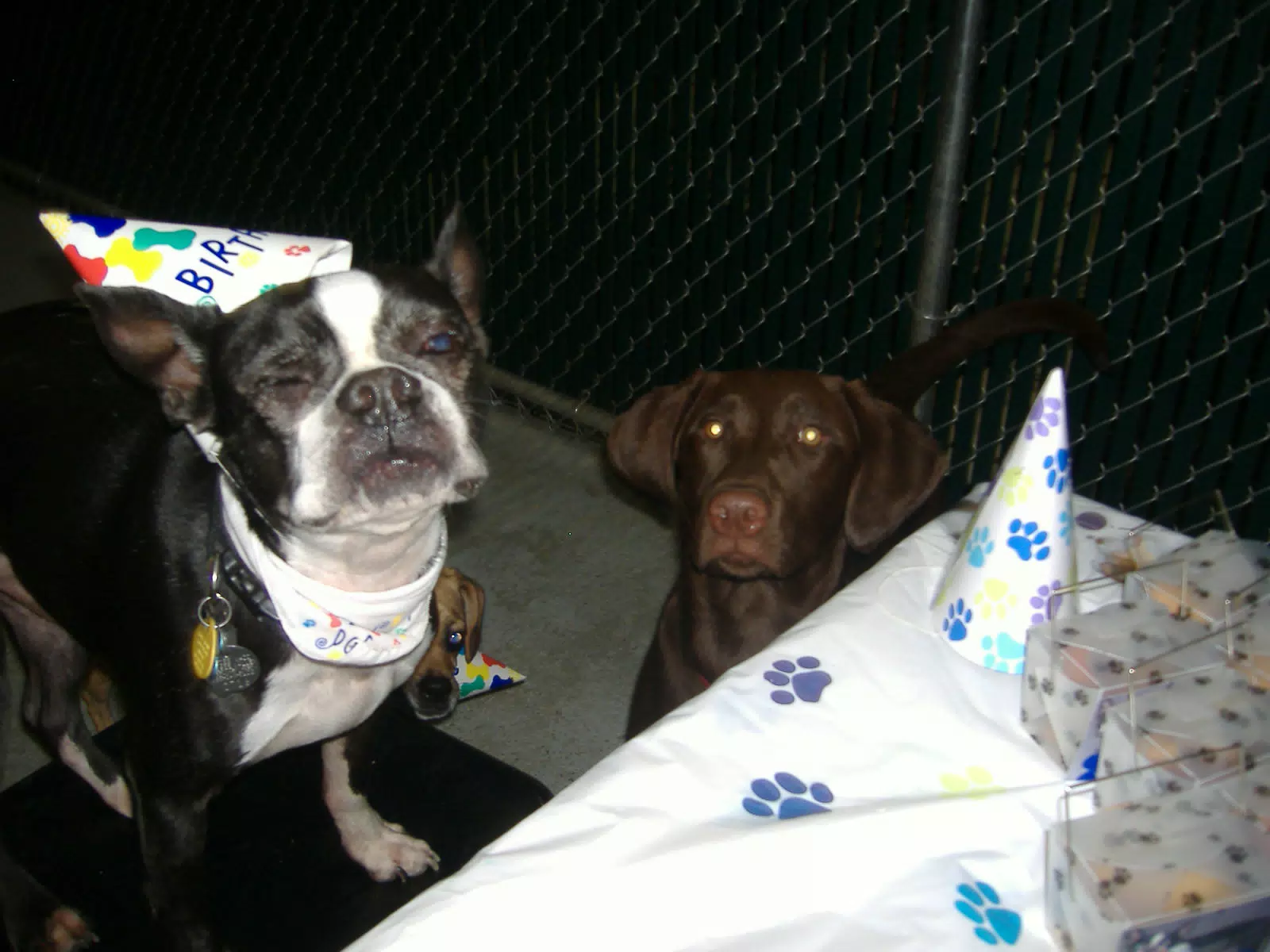 Oreo on the Birthday Chair
