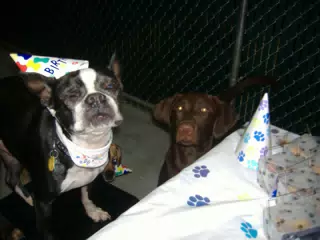 Oreo on the Birthday Chair