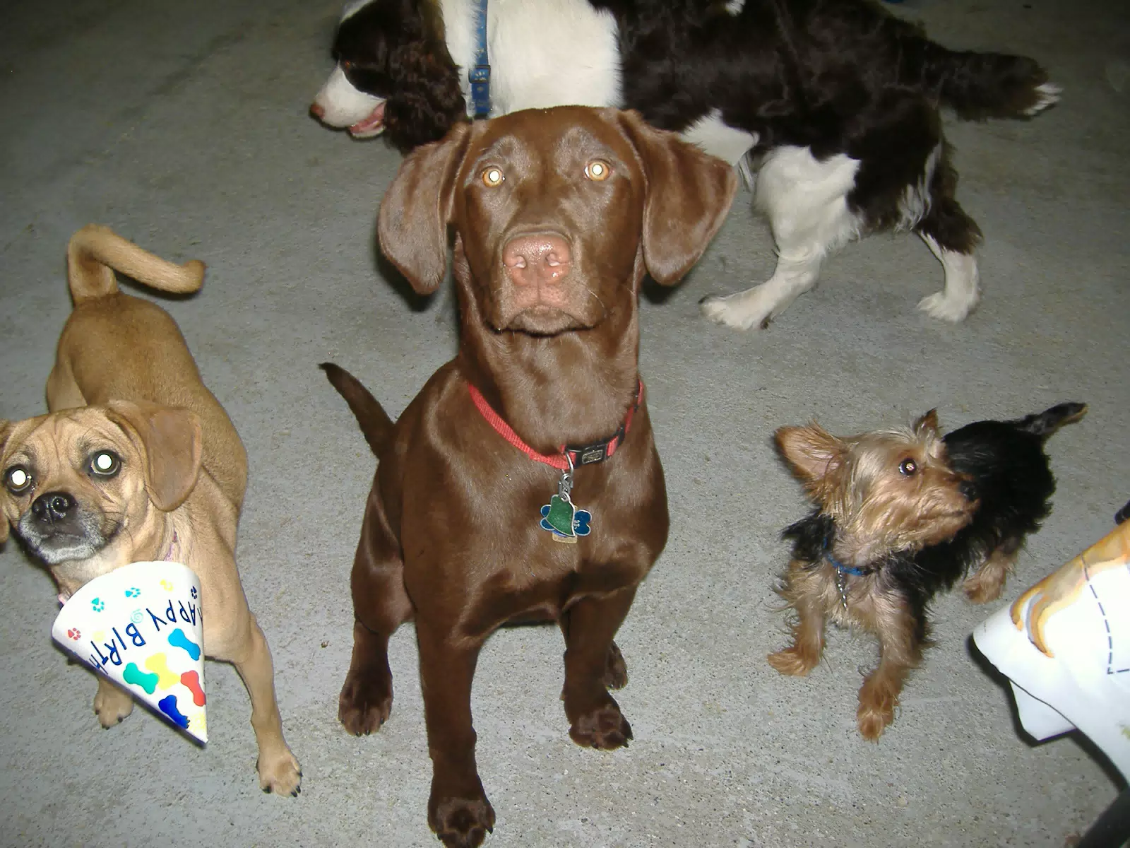 Happy Birthday Party Dogs
