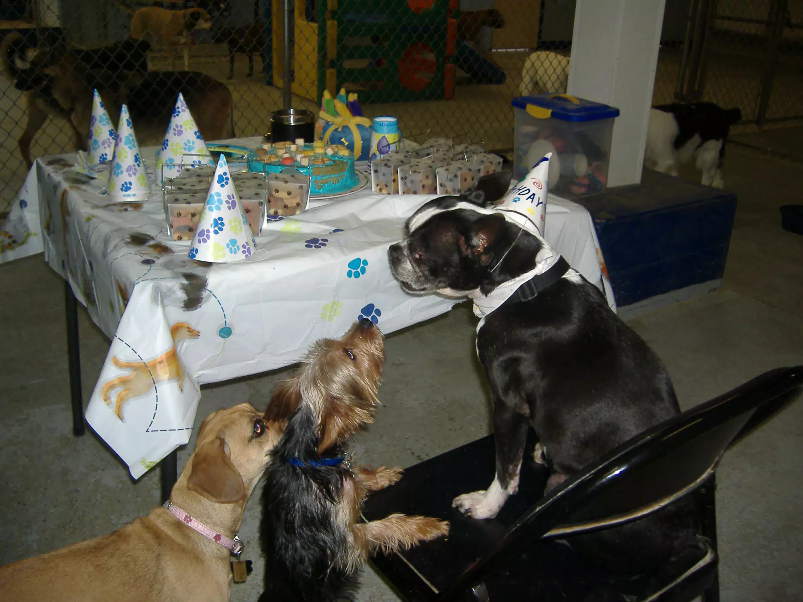 Oreo and Friends at Birthday Party