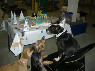 Oreo and Friends at Birthday Party