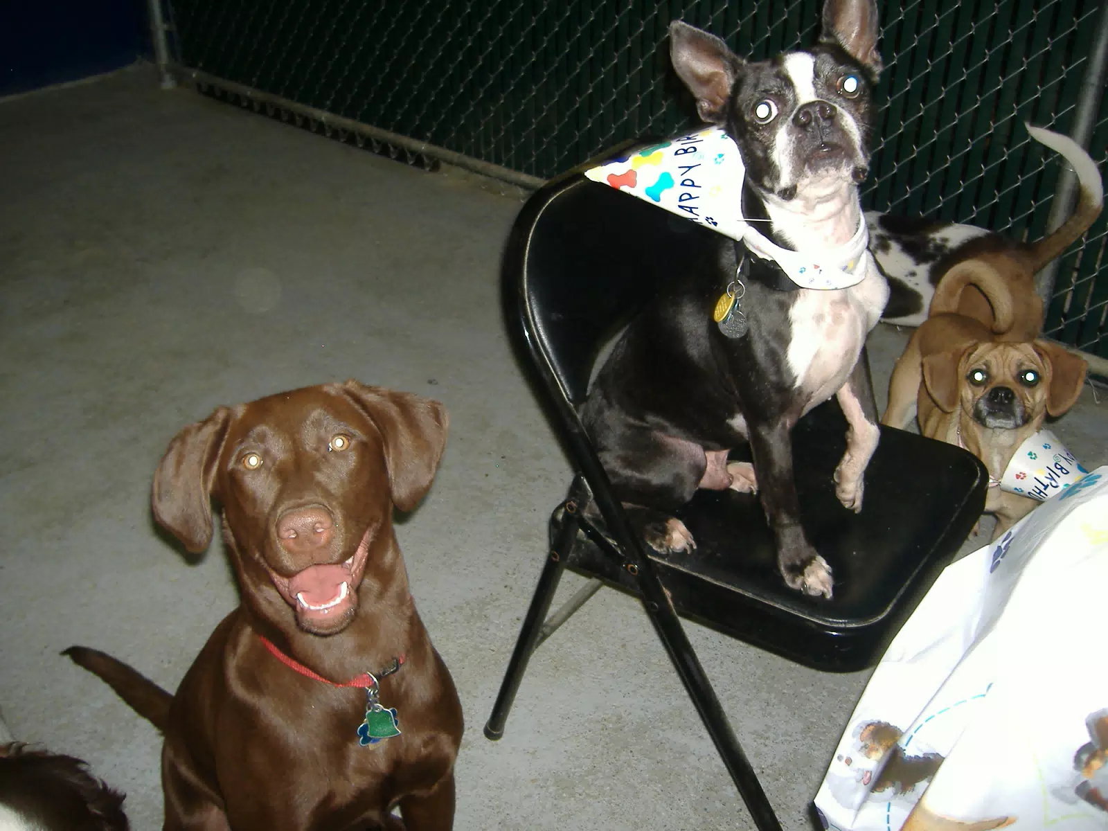 Oreo and Friends at Birthday Party