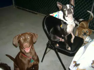 Oreo and Friends at Birthday Party
