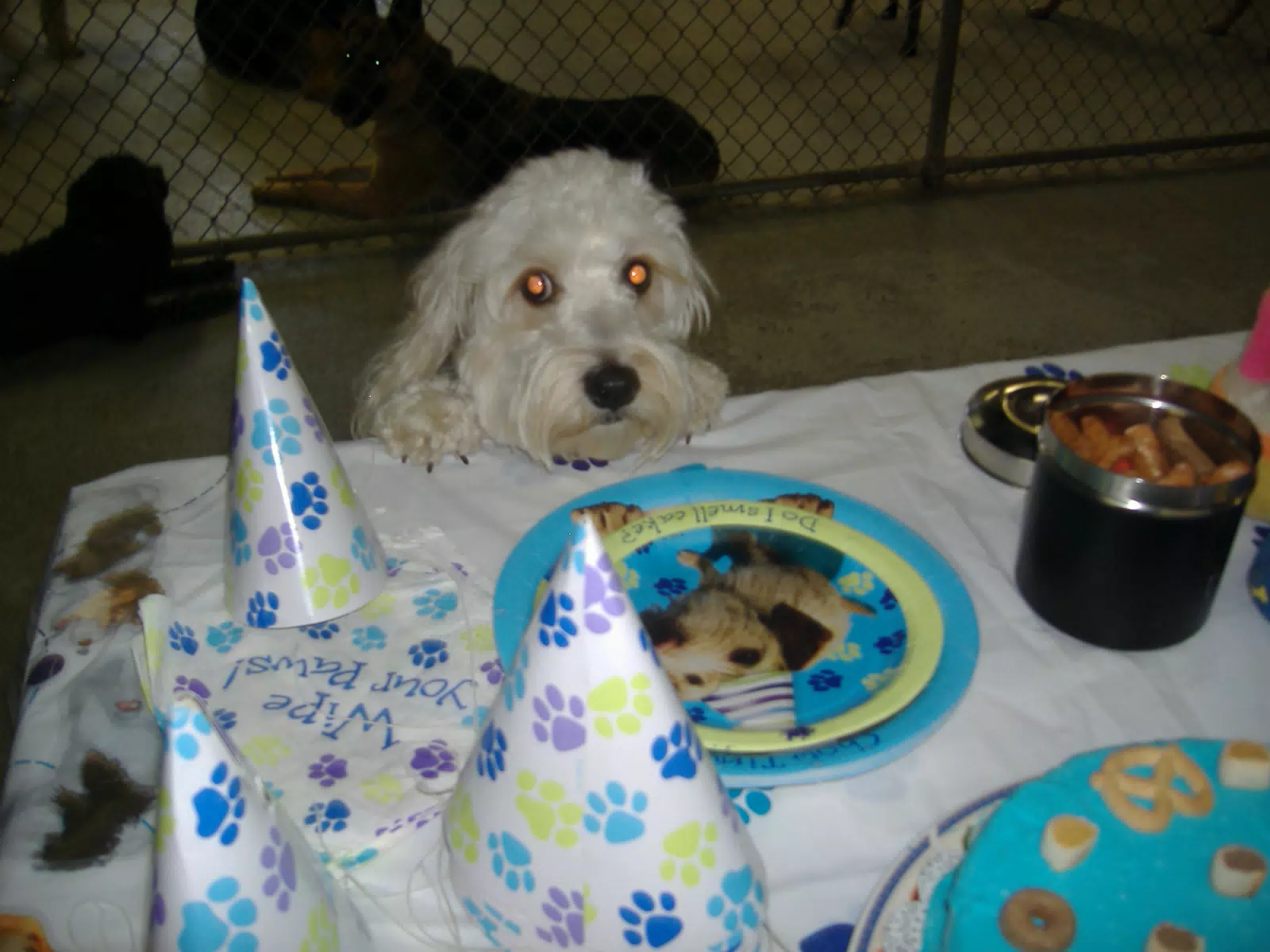 Not the Birthday Dog