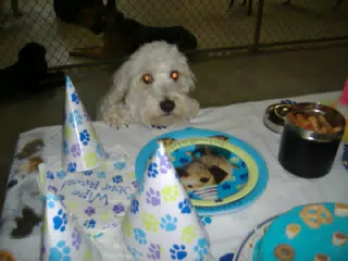 Not the Birthday Dog