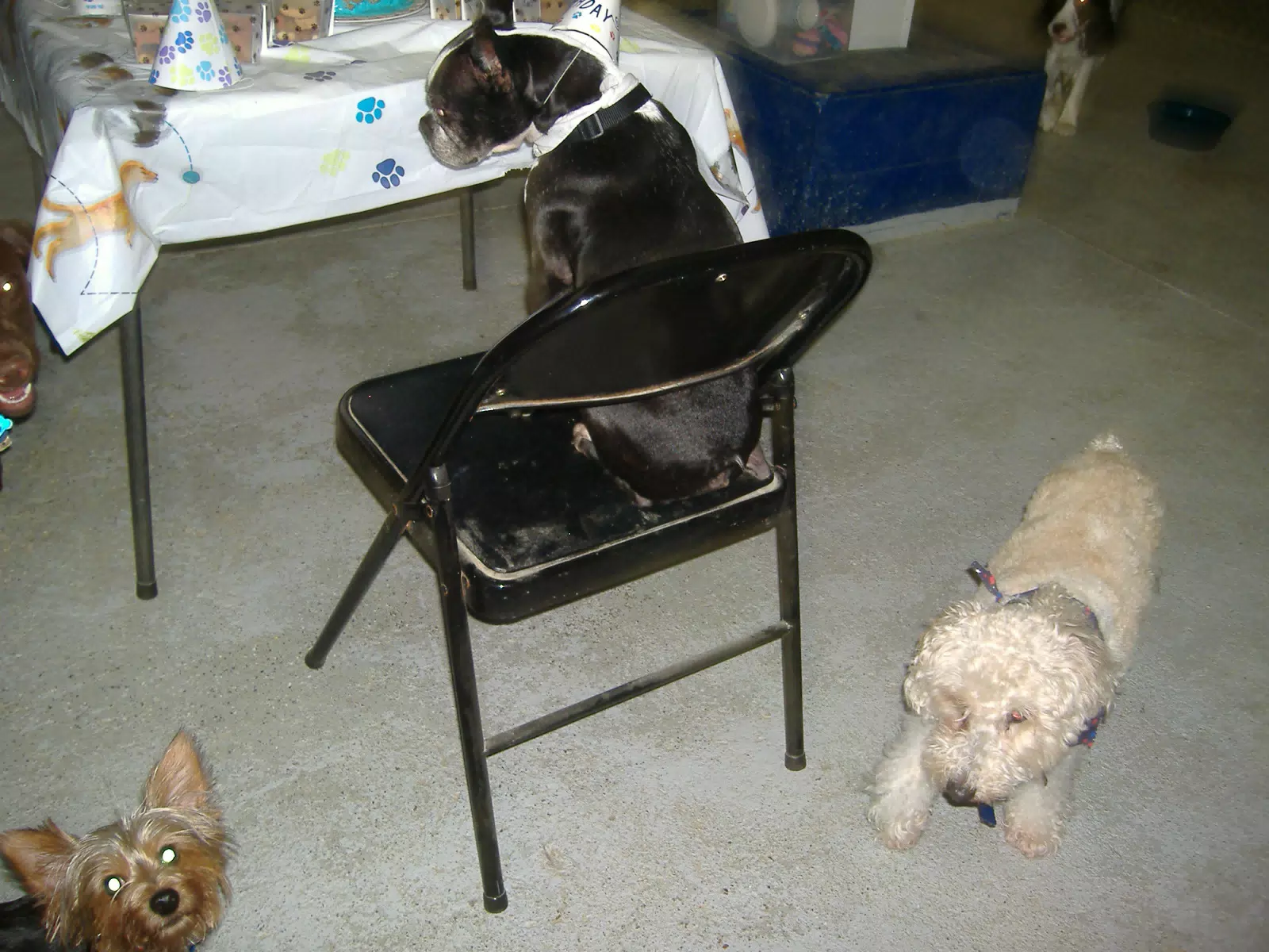 Oreo on the Birthday Chair