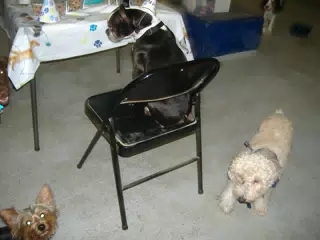 Oreo on the Birthday Chair