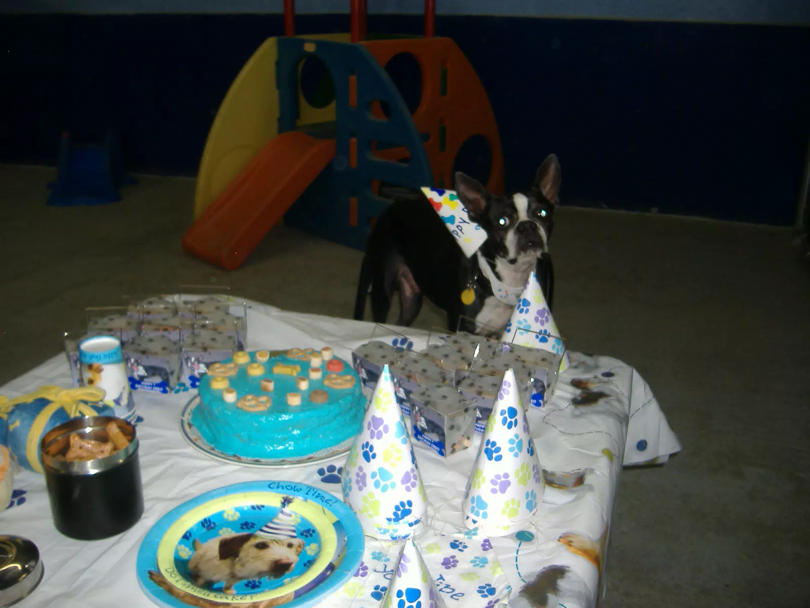 Oreo and his Birthday Cake