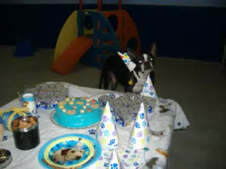 Oreo and his Birthday Cake