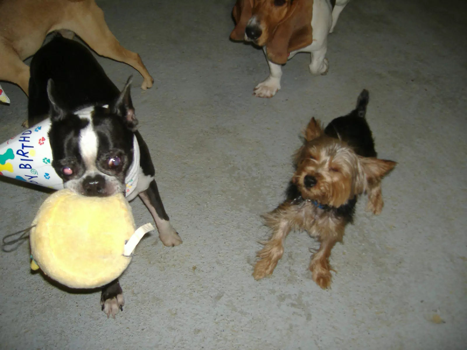 Oreo and Friends at Birthday Party