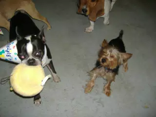 Oreo and Friends at Birthday Party