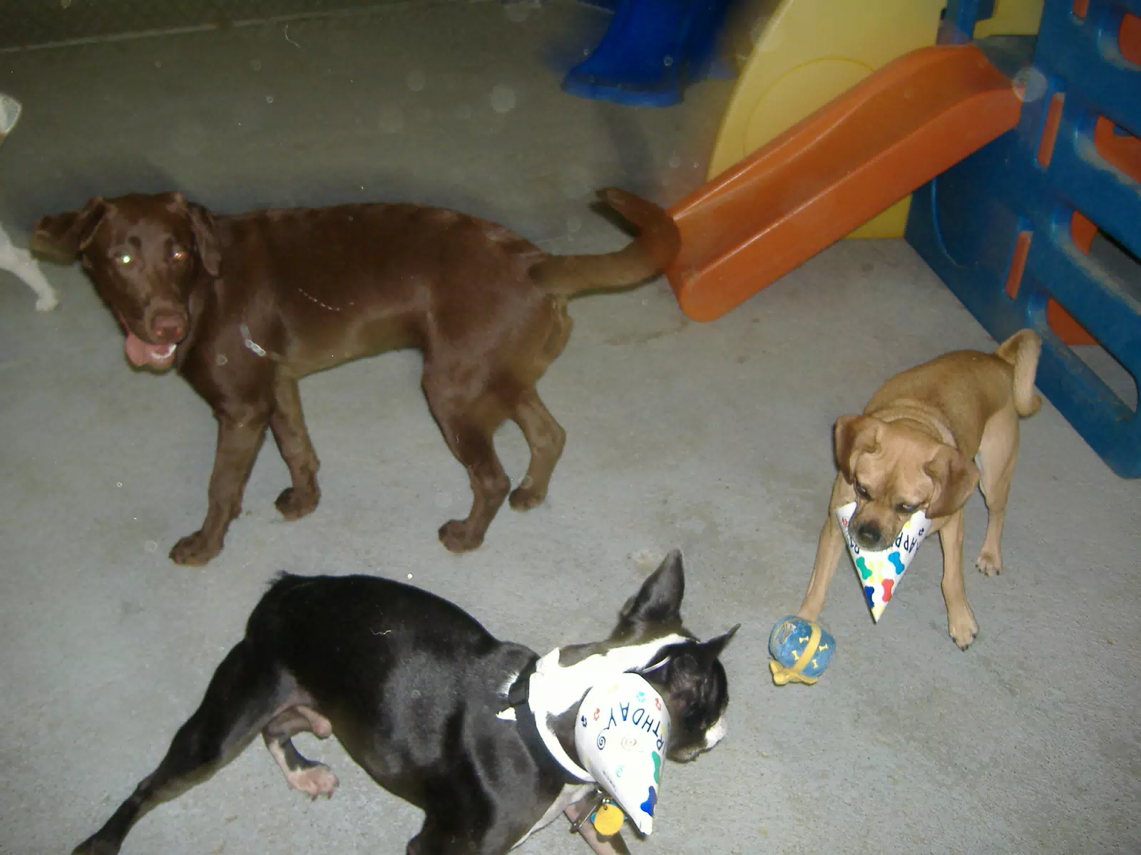 Oreo and Friends at Birthday Party