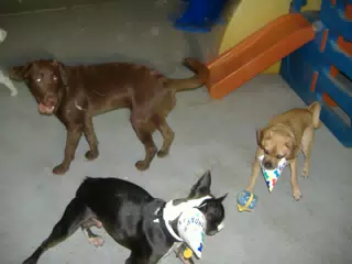 Oreo and Friends at Birthday Party