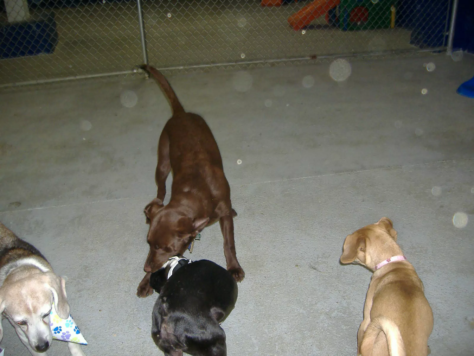 Oreo and Friends at Birthday Party