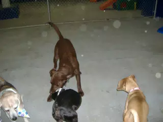 Oreo and Friends at Birthday Party