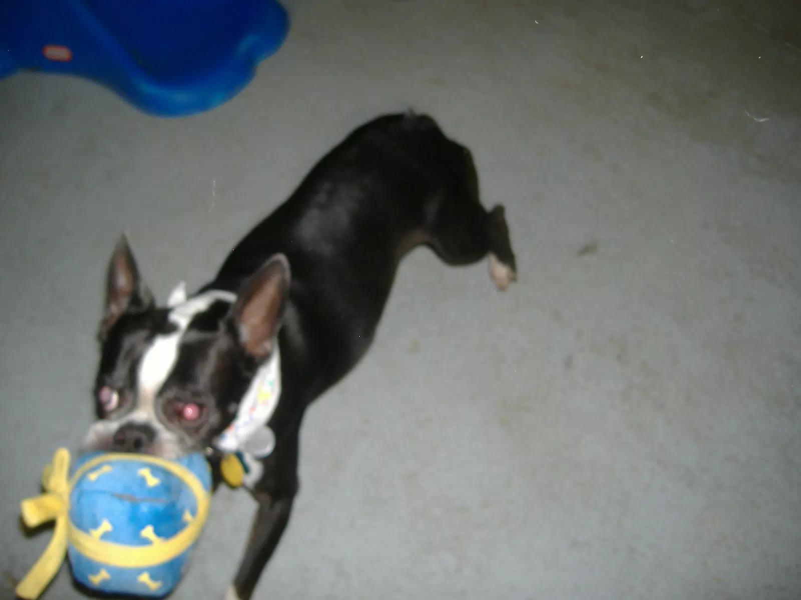 Oreo with his Birthday Party Toy