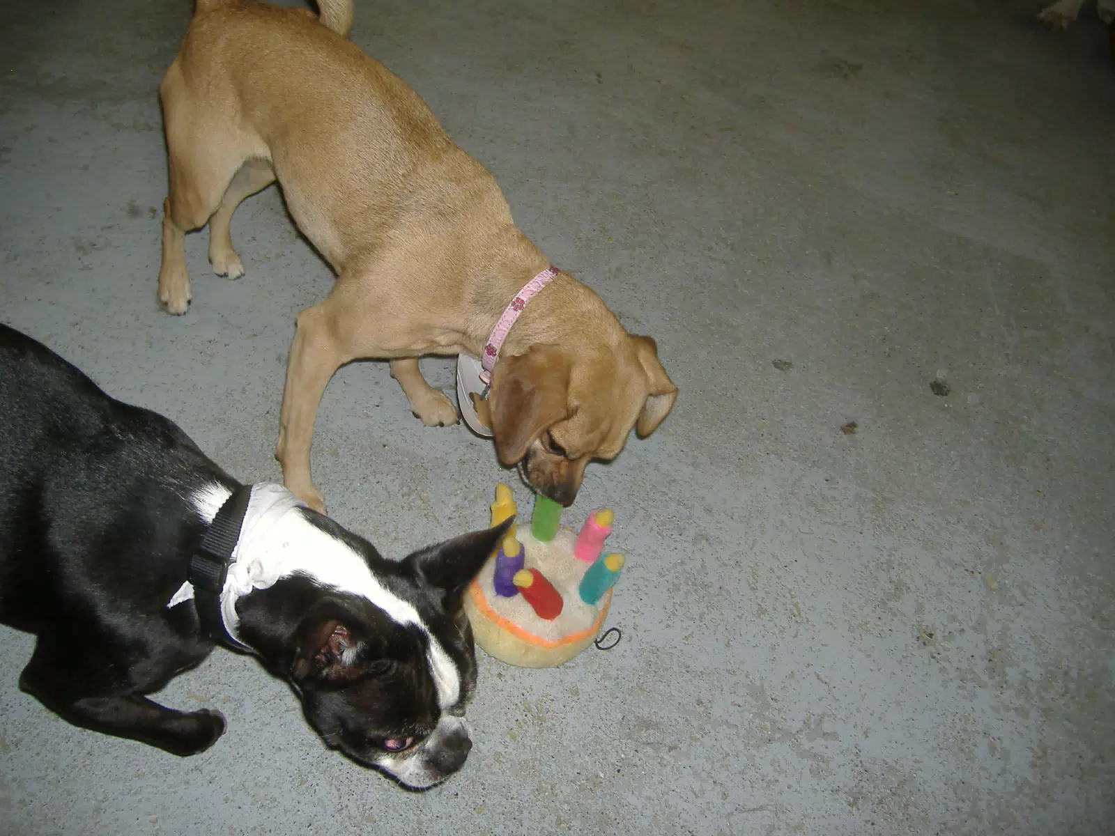 Oreo and Friend at Birthday Party