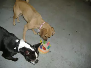 Oreo and Friend at Birthday Party