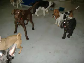 Happy Birthday Party Dogs