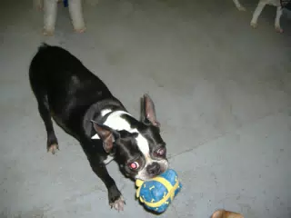 Oreo with the Birthday Present