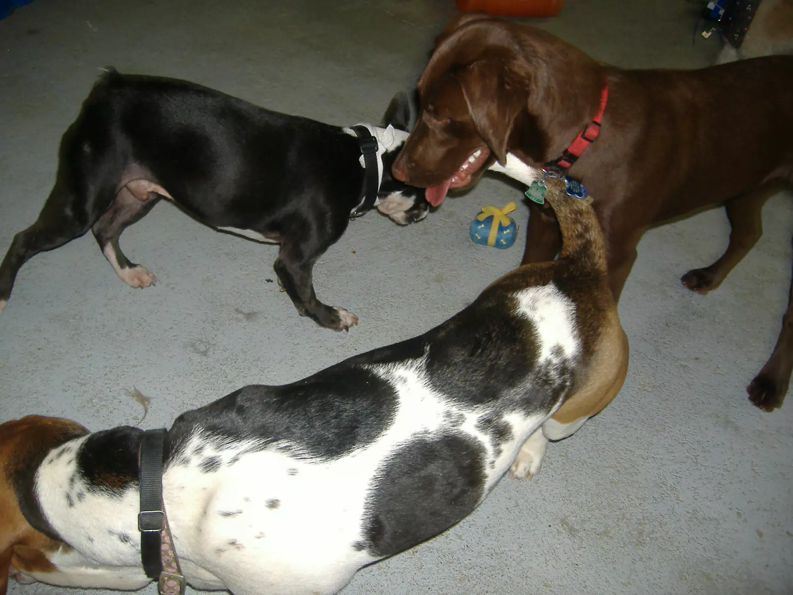 Oreo and Friends at Birthday Party