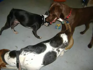 Oreo and Friends at Birthday Party