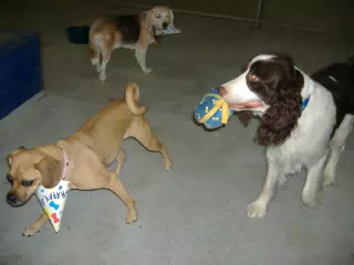 Happy Birthday Party Dogs