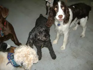Happy Birthday Party Dogs
