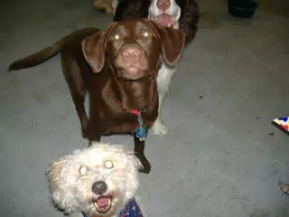 Happy Birthday Party Dogs