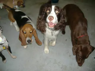 Happy Birthday Party Dogs