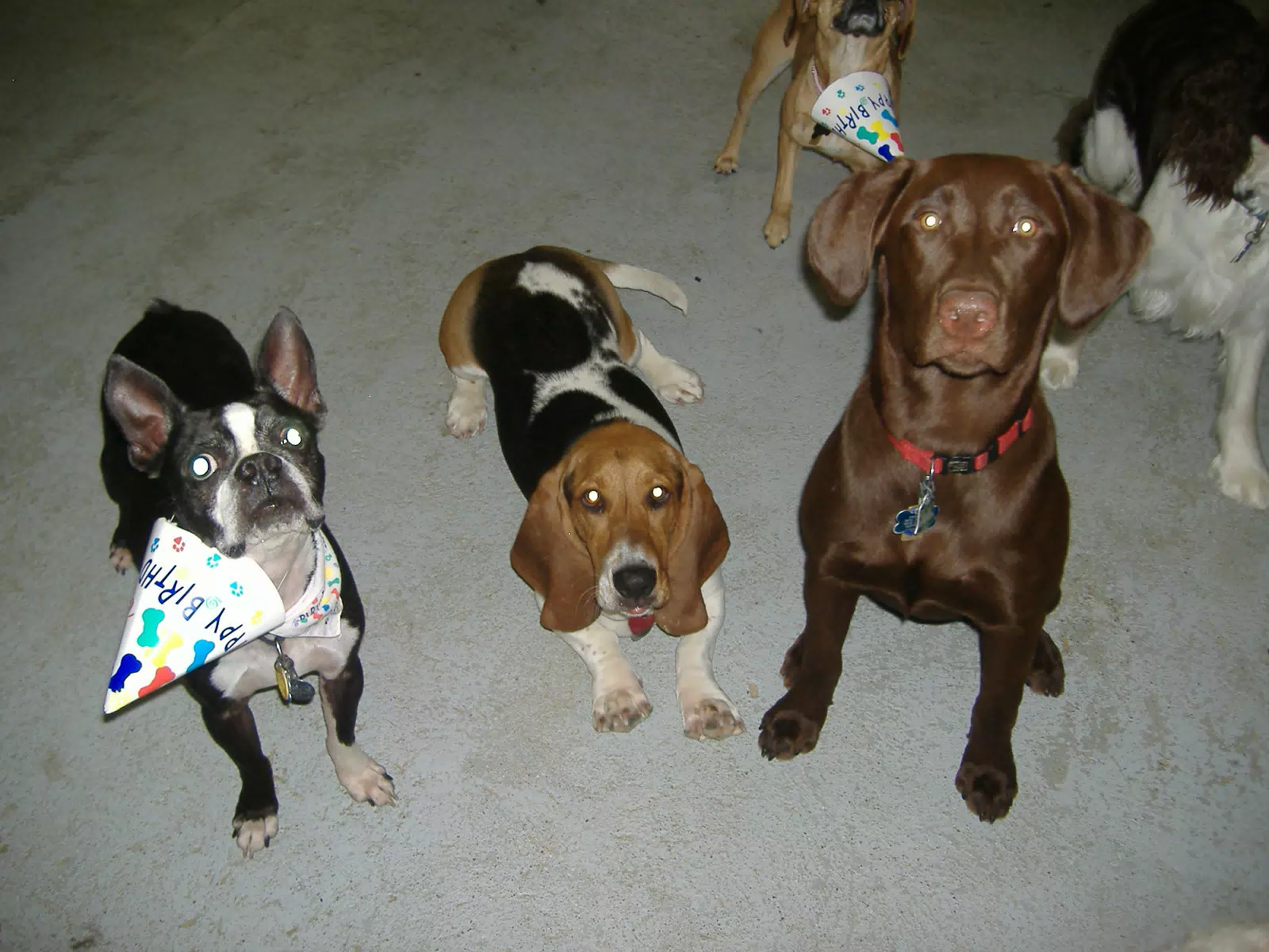 Oreo and Friends at Birthday Party
