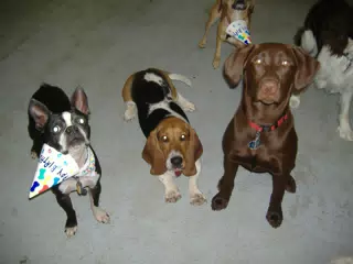 Oreo and Friends at Birthday Party