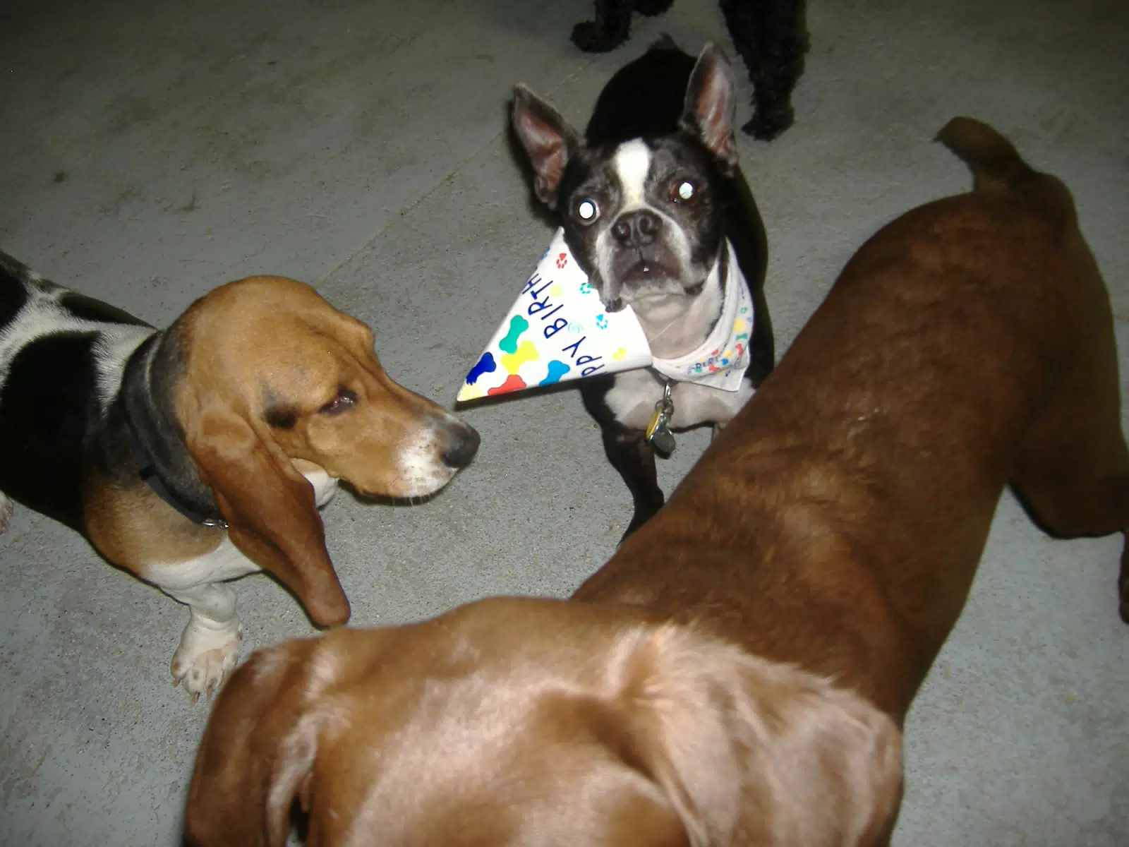 Oreo and Friends at Birthday Party