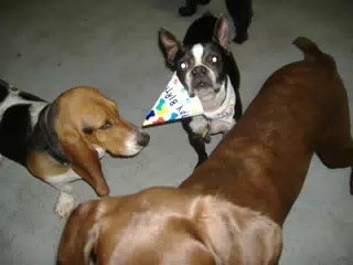 Oreo and Friends at Birthday Party