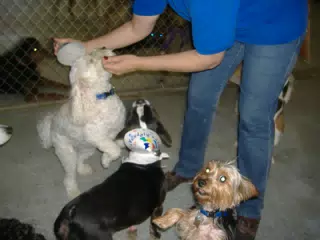 Oreo and Friends at His Birthday Party