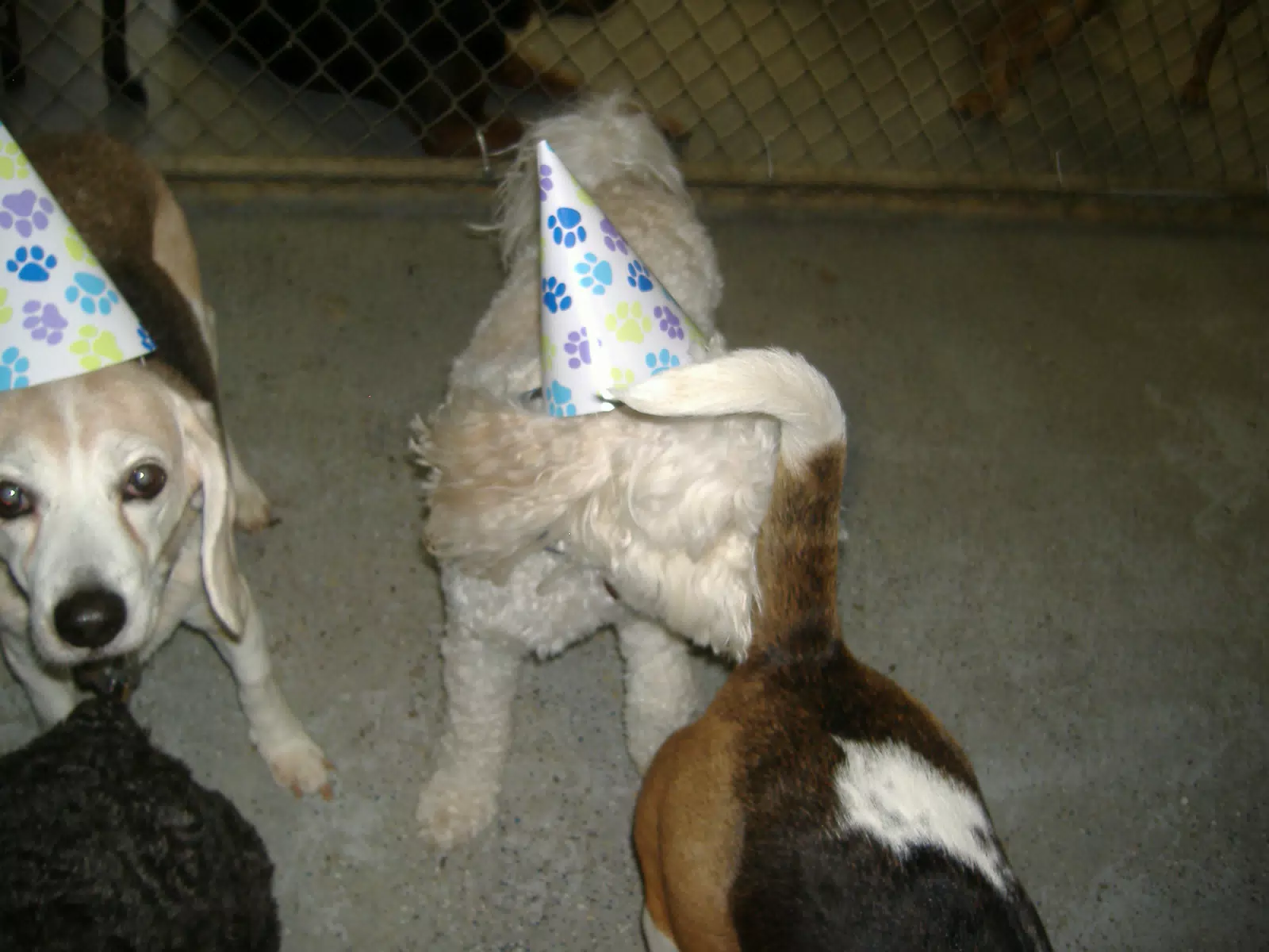 Dogs at Oreo's Birthday Party