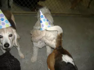 Dogs at Oreo's Birthday Party