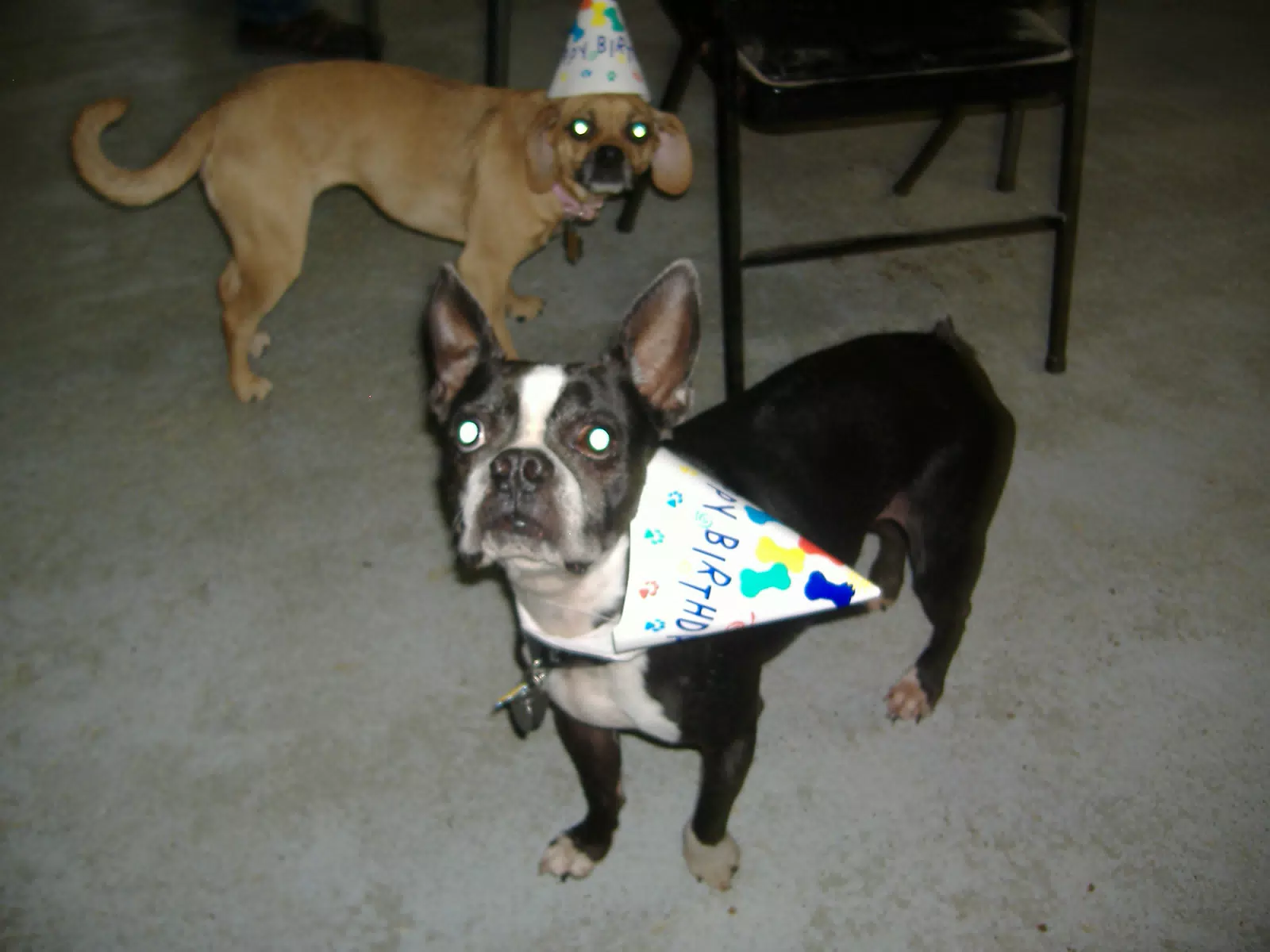 Oreo at His Birthday Party