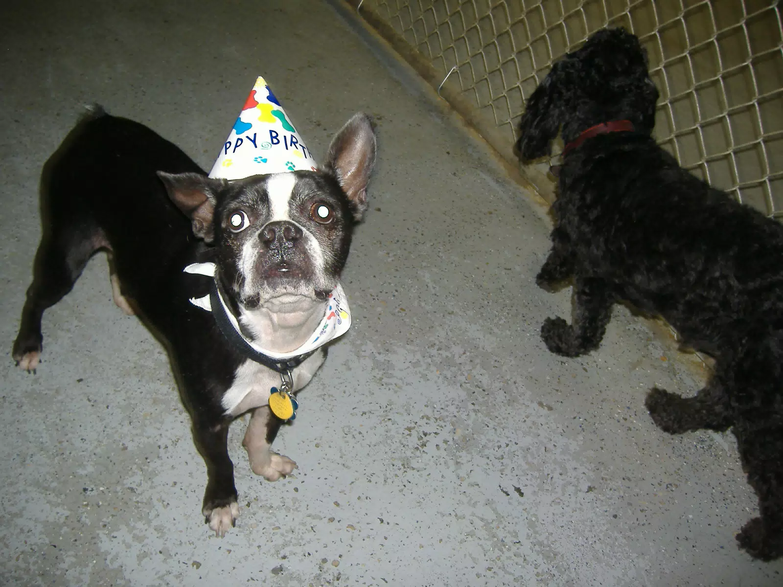 Oreo at His Birthday Party