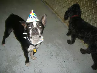 Oreo at His Birthday Party