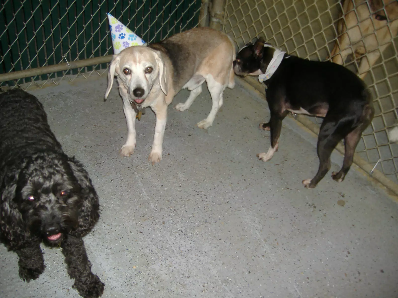 Oreo and Dogs at His Birthday Party