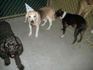 Oreo and Dogs at His Birthday Party