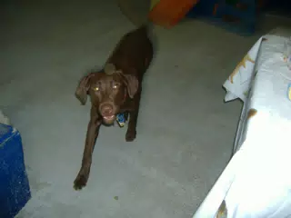 Chocolate Lab at Oreo's Birthday Party
