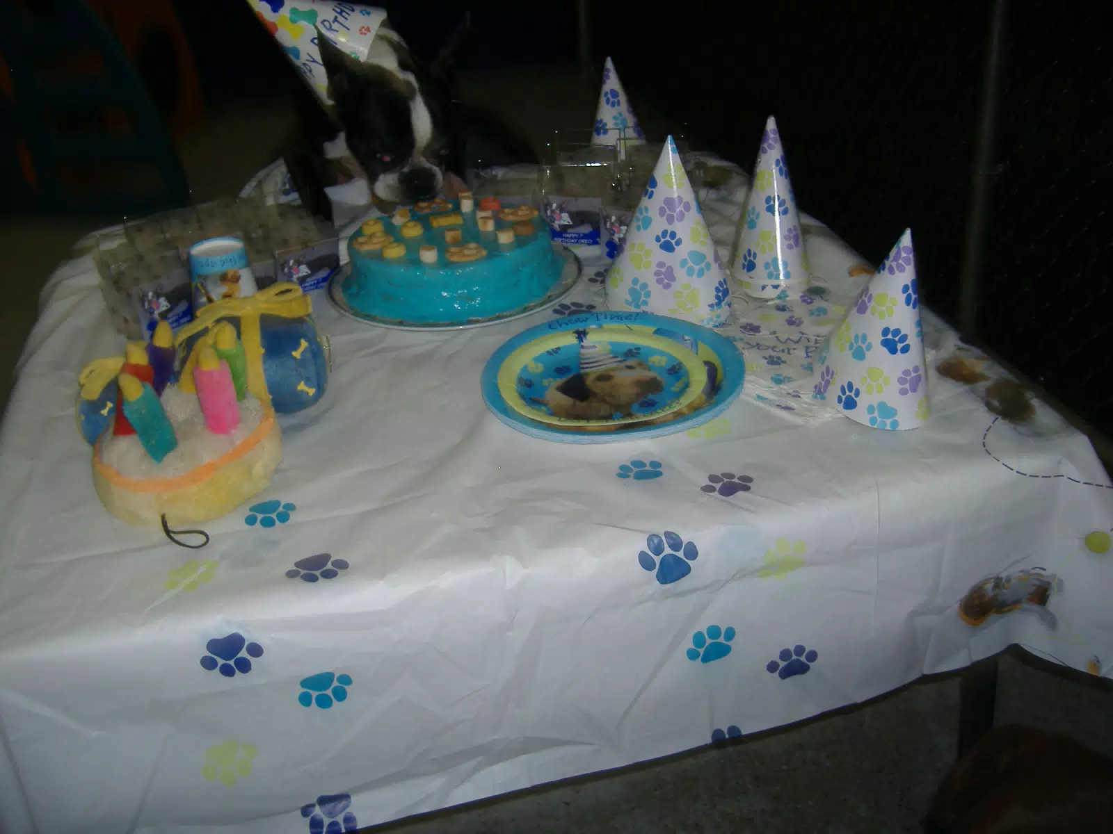 Oreo Sneaking Some Birthday Cake