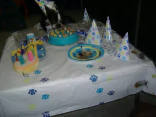 Oreo Sneaking Some Birthday Cake